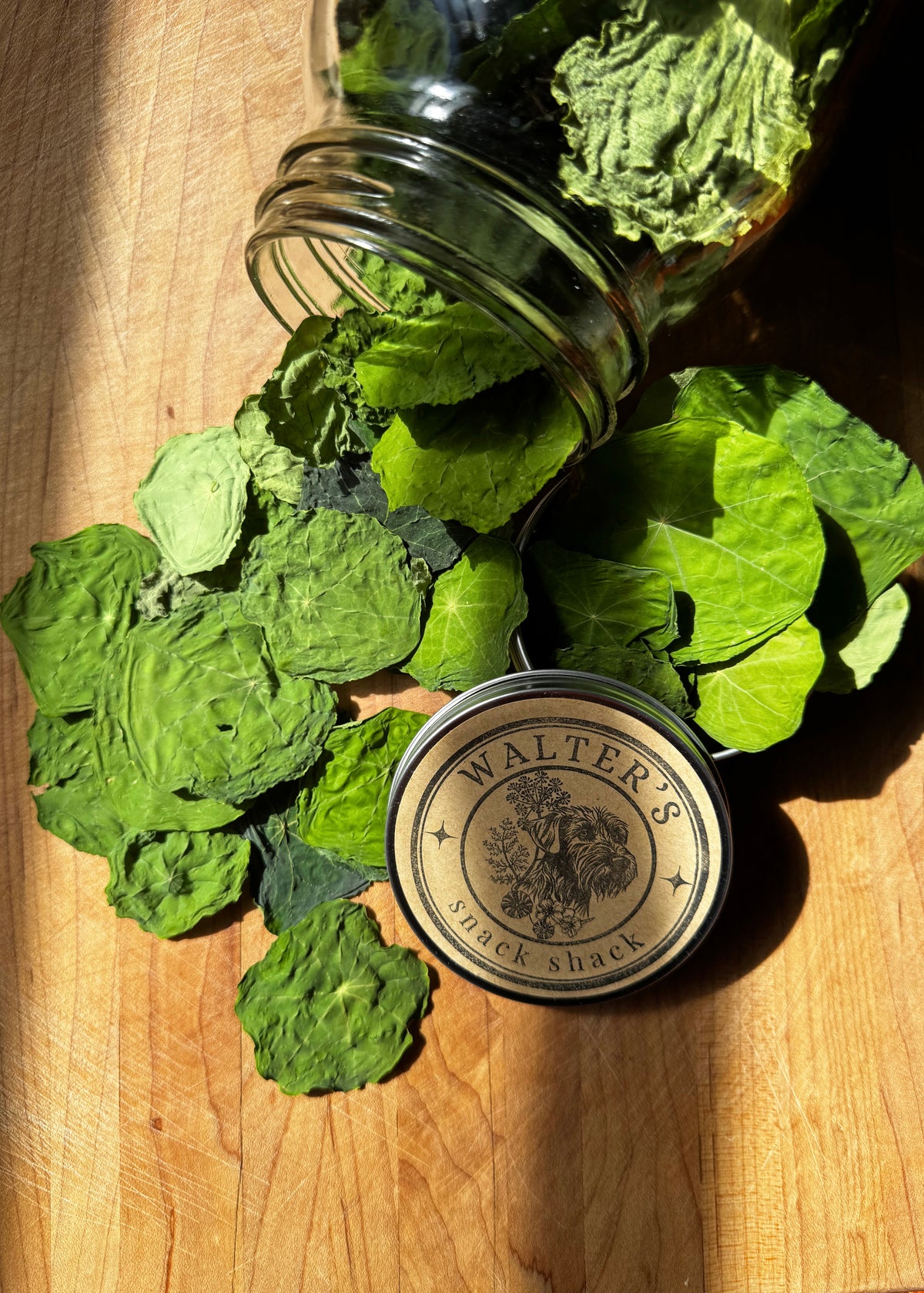 Nasturtium Leaf