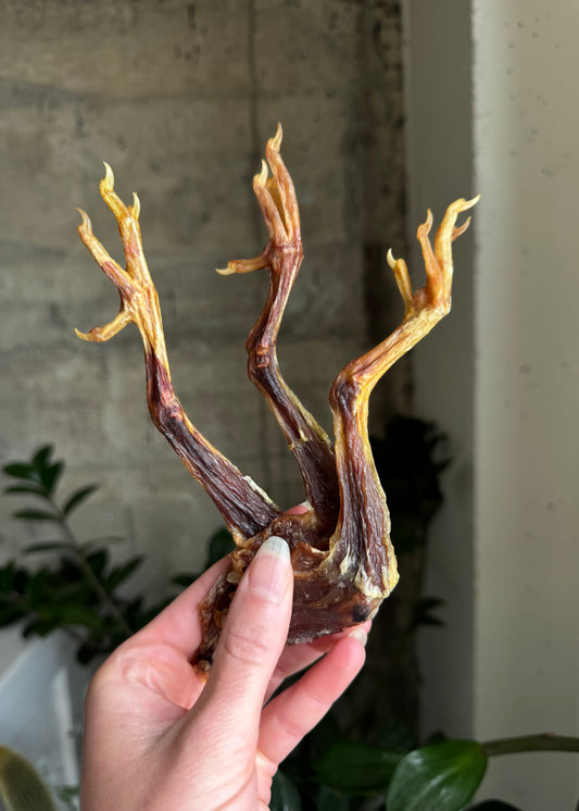 Squab Legs