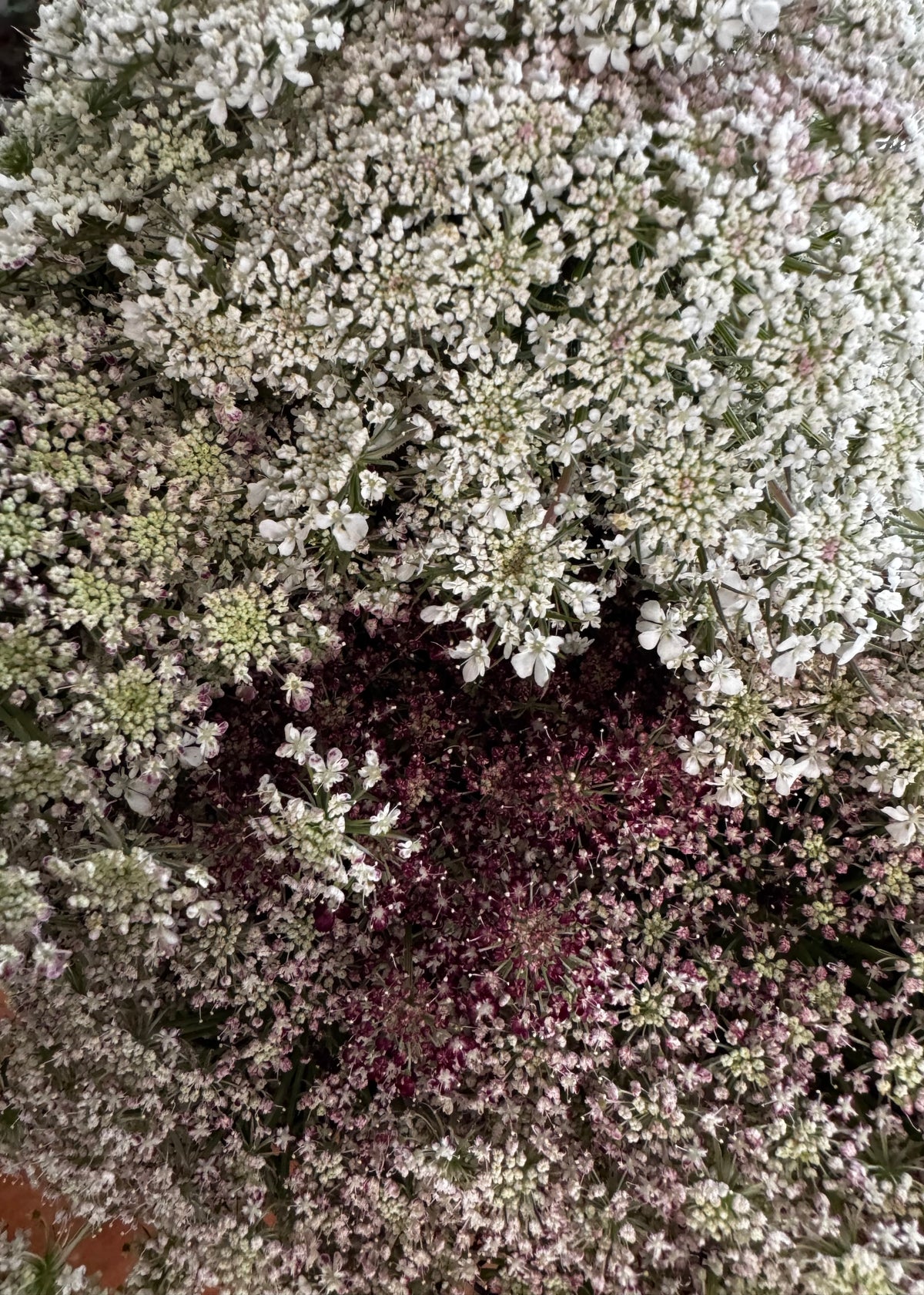 Carrot Flower