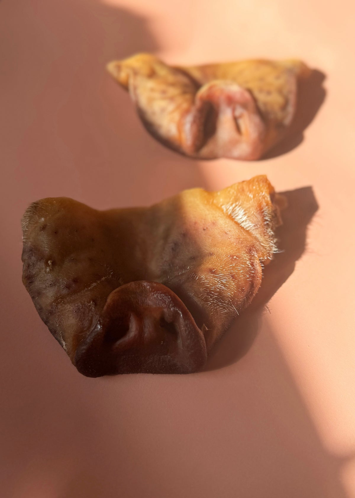 Pig Snout