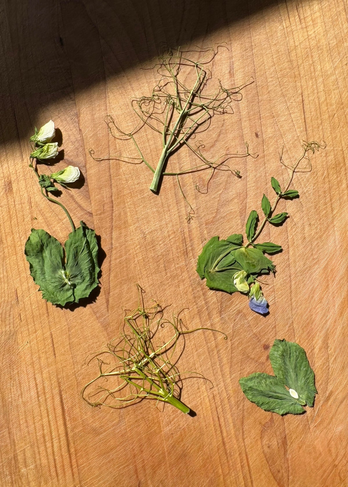 Pea Tendrils