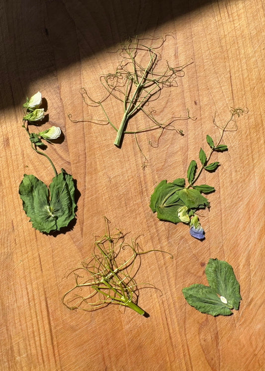 Pea Tendrils